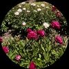 kkroses34